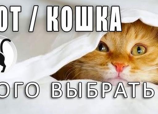 Кого выбрать — кота или кошку?