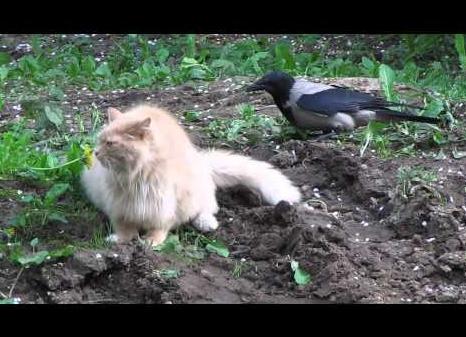 Коты и вороны: два на два (видео)