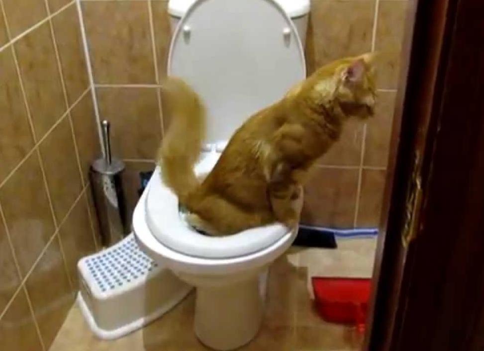 Как приучить кошку к унитазу