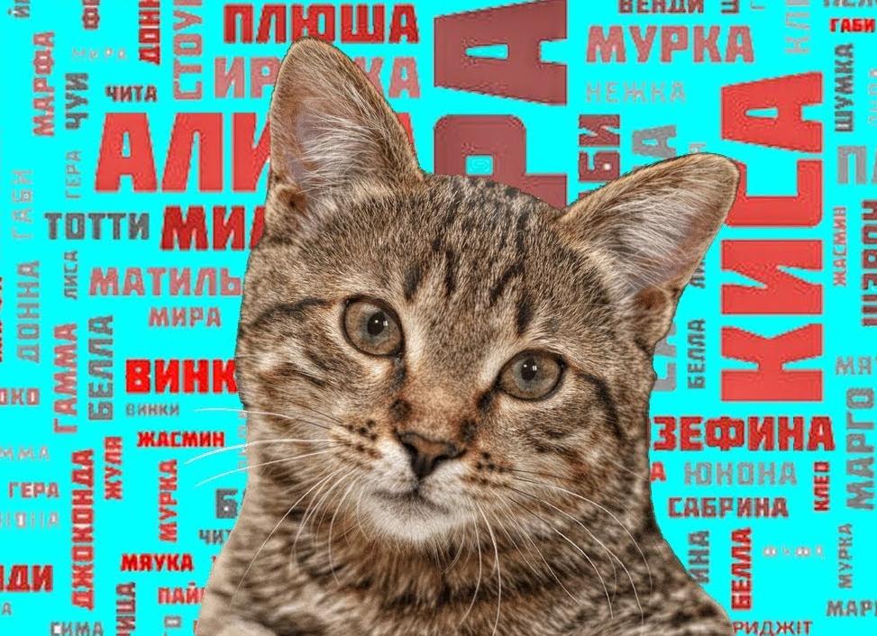 Как выбрать имя для кошки