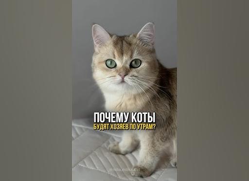 Как кошки будят хозяев видео