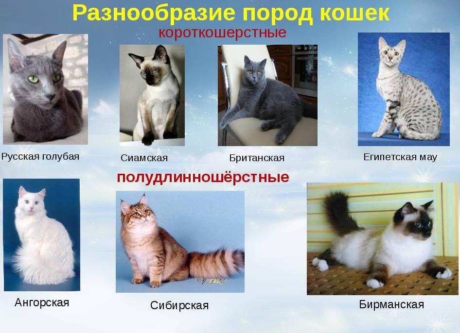 Разнообразие пород кошек