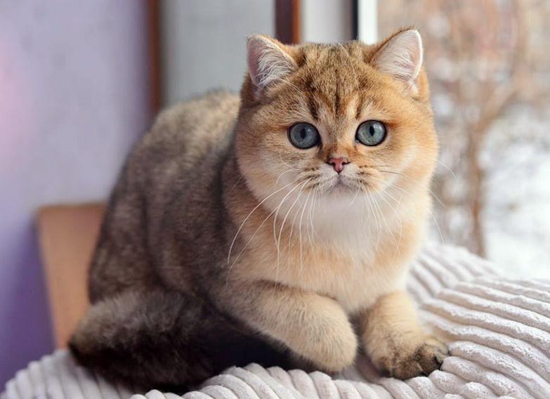Кошки породы золотая шиншилла