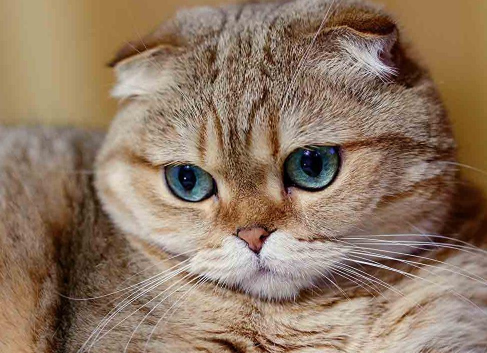 Шотландские вислоухие кошки