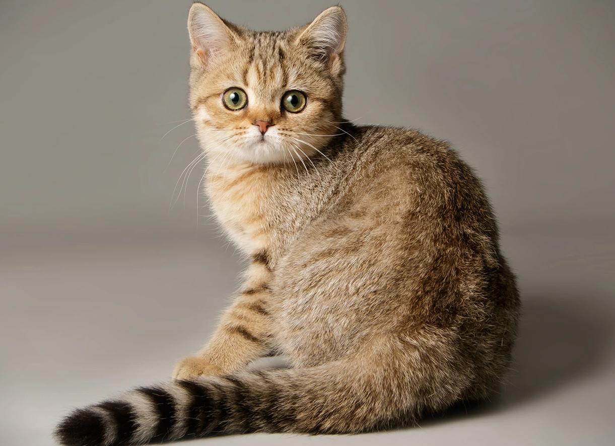 Скоттиш страйты — шотландские прямоухие кошки