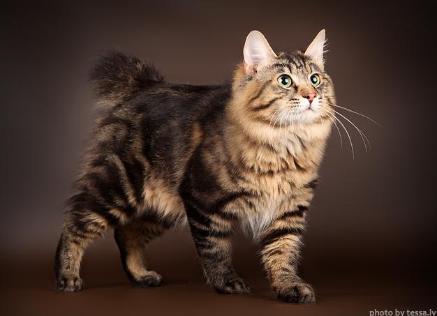 Кошка бобтейл