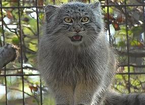 Кошки породы манул