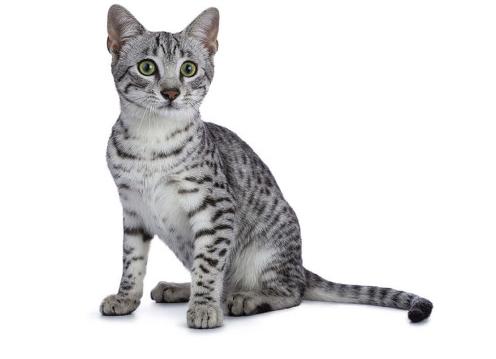 Кошки породы египетская