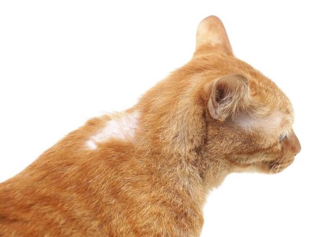 Почему кошка лысеет