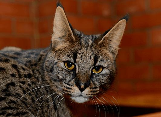 Кошка саванна