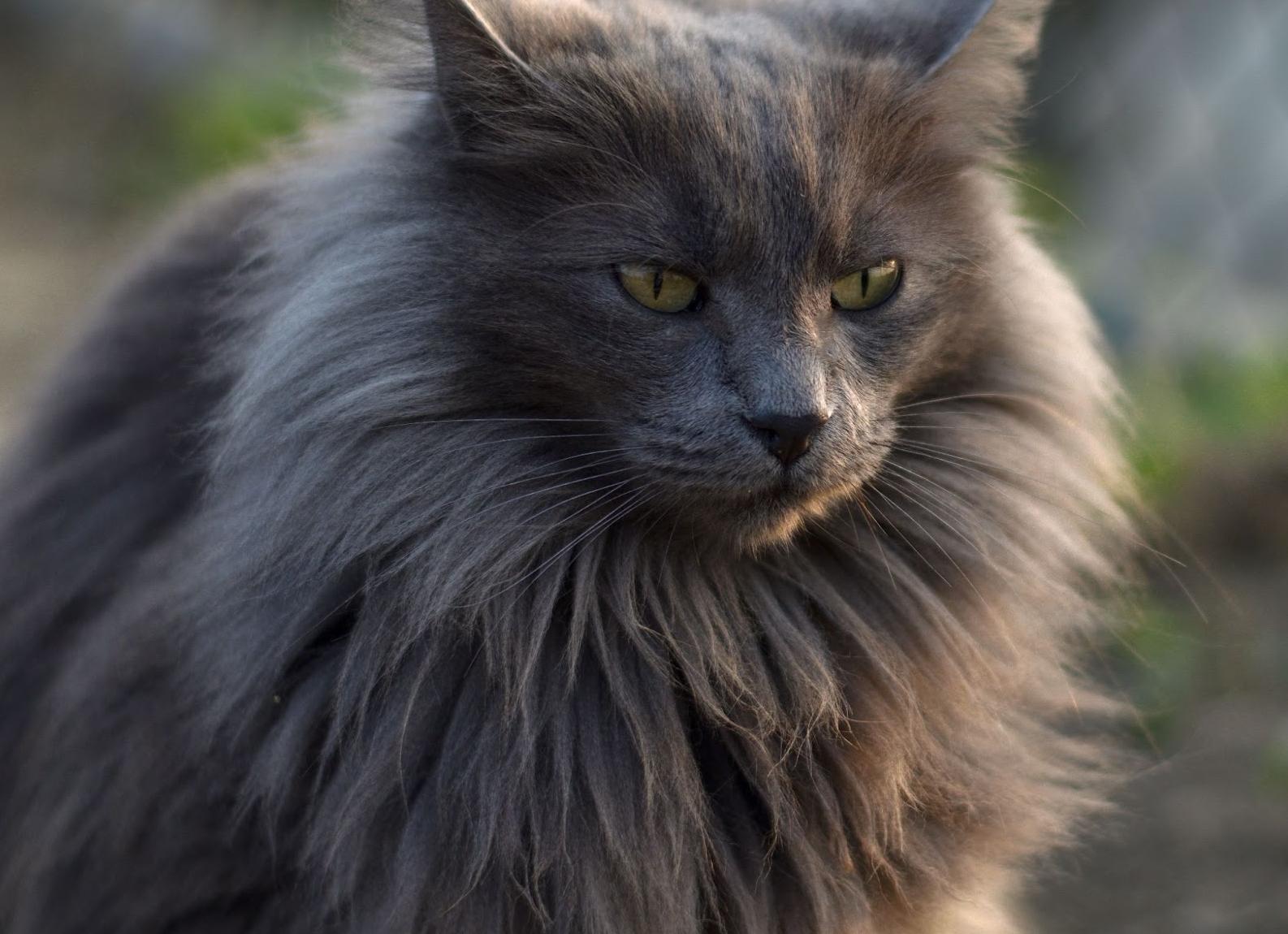 Кошки длинношёрстной породы