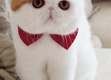 Порода кошки снупи