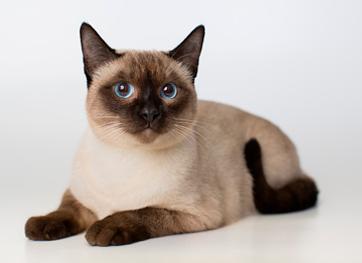 Сиамские кошки