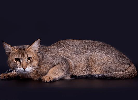 Камышовая кошка (чаузи)